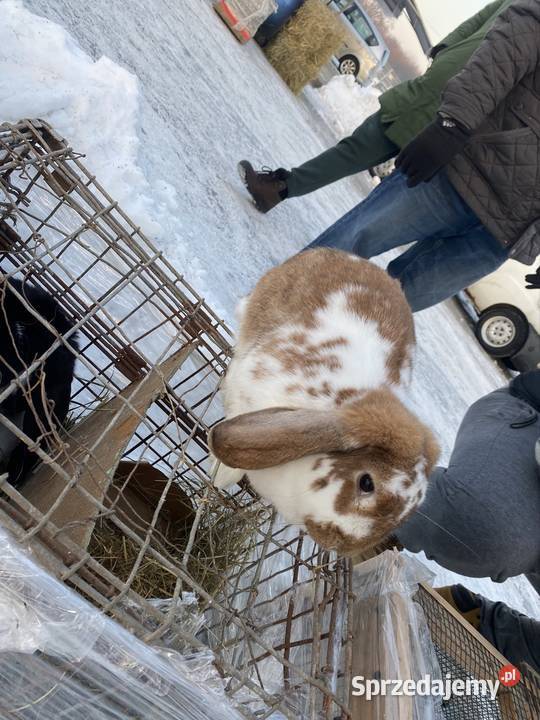 Barany samice wiedeńskie Kisielów
