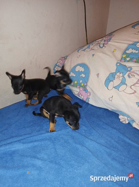 Pinczerki Wieruszów