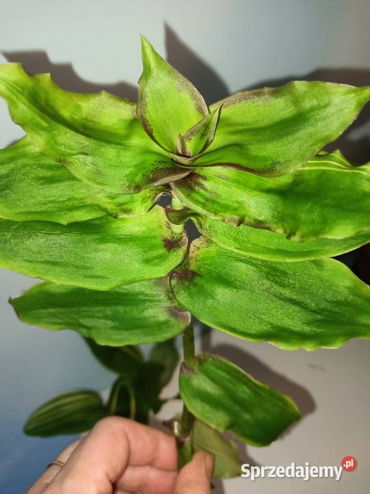 Trzykrotki tradescantia 24 różne odmiany w tym Pozostałe Skuły