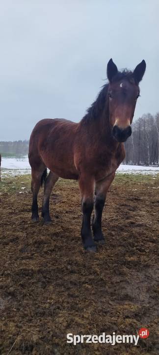 2 źrebówki 3 ogierki Dywity