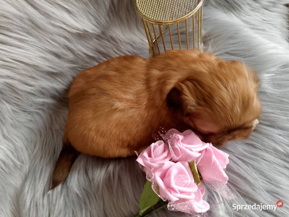 Piękna suczka shih tzu szuka domku Namysłów