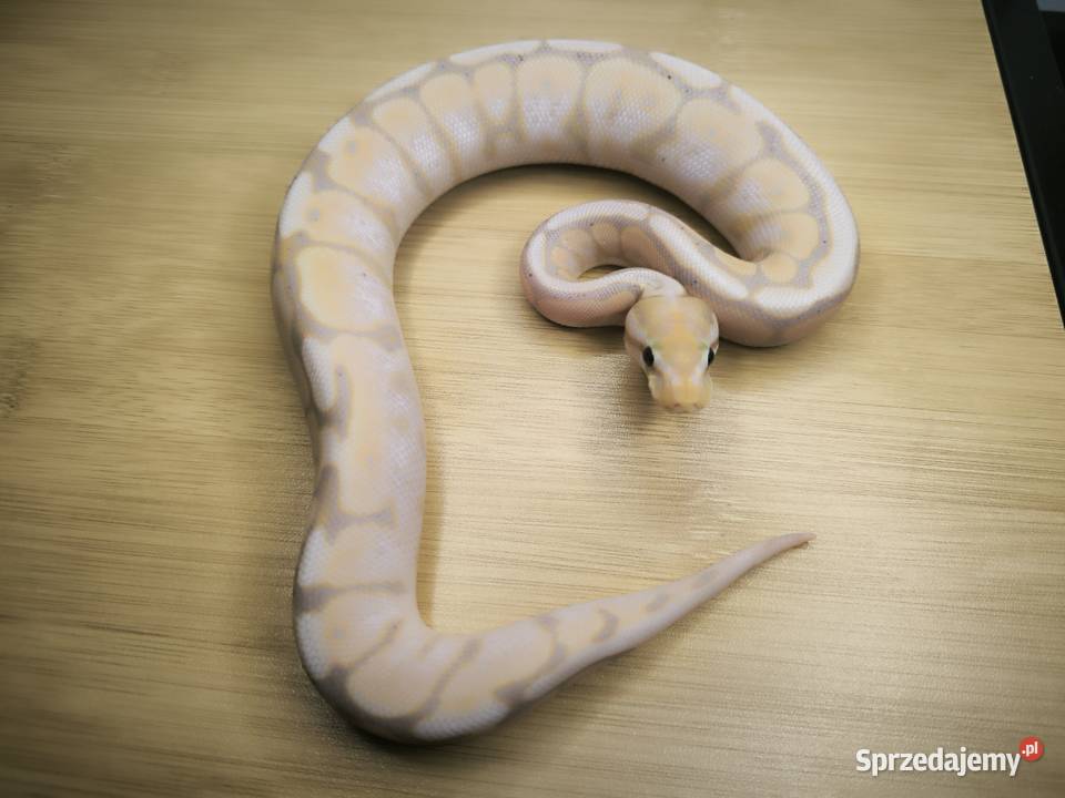 Pyton królewski Banana Cinnamon Spider