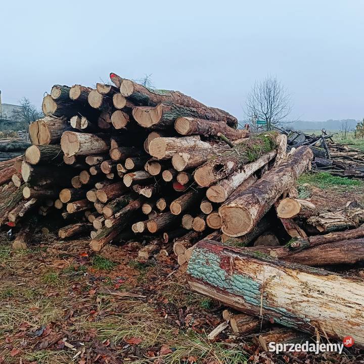 Drewno opałowe kominkowe dąb Trzebnica