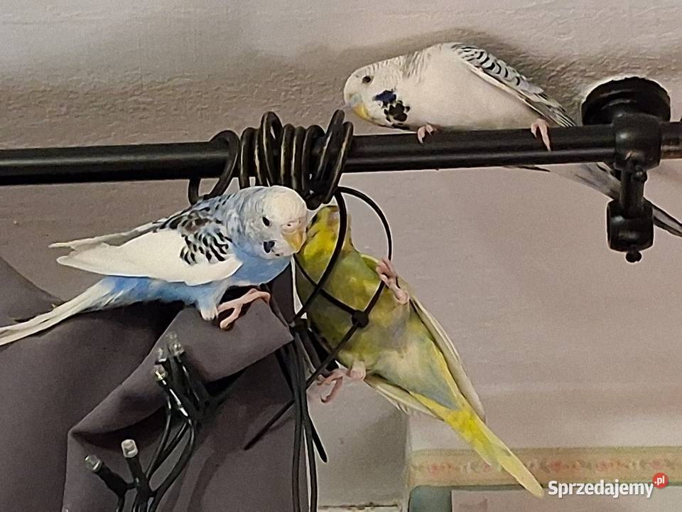 Papugi faliste papuga falista Warszawa