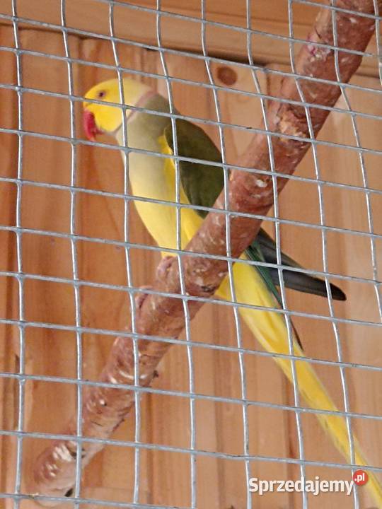 Sprzedam aleksandrettę Kobyłka