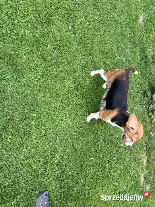 Szczenięta Beagle Mystków