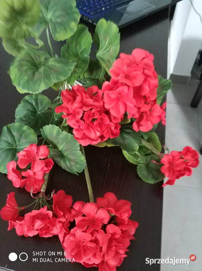 Pelargonie żywe Straszęcin