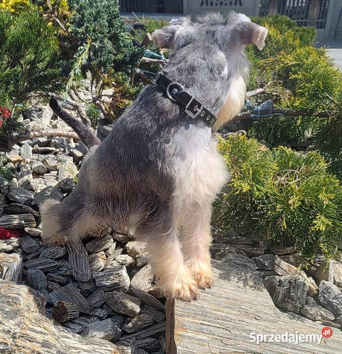 Sznaucer miniaturowy rodowodowe szczenięta łódzkie Radomsko