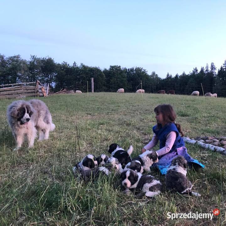 Mastif pirenejski rodzinny molos stróżujący Pupki sprzedam