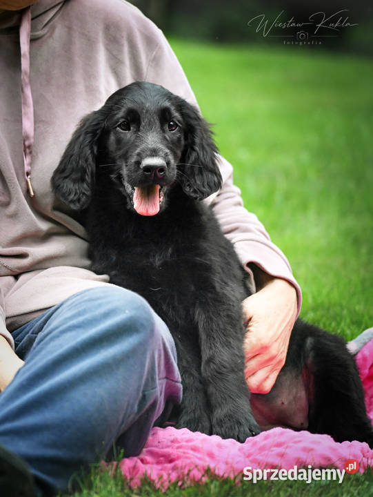 FlatCoated Retriever ZKwP FCI czarne i Tarnów sprzedam