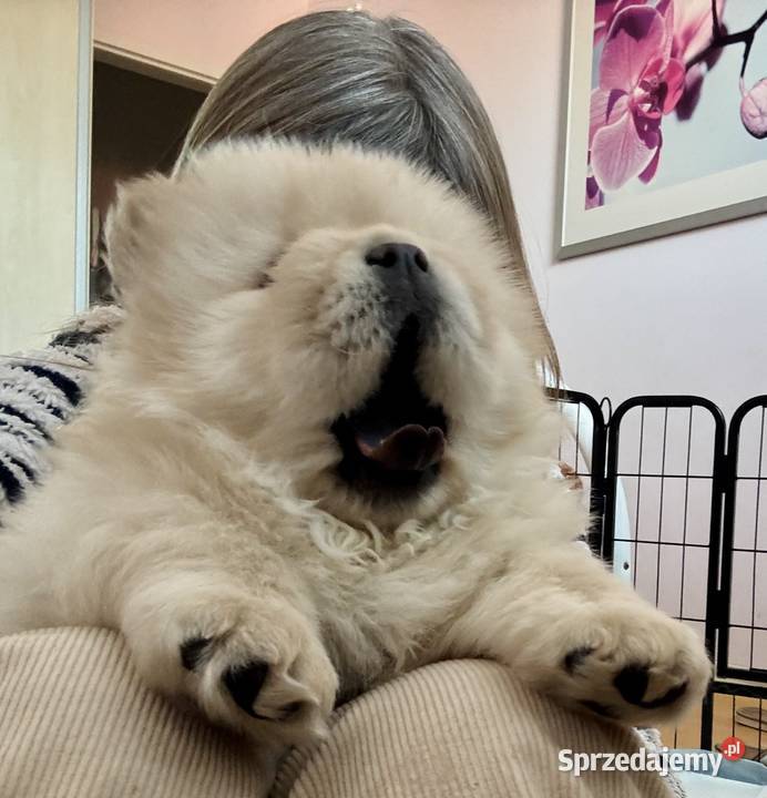 CHOW CHOW szczenięta kremowe Pozostałe
