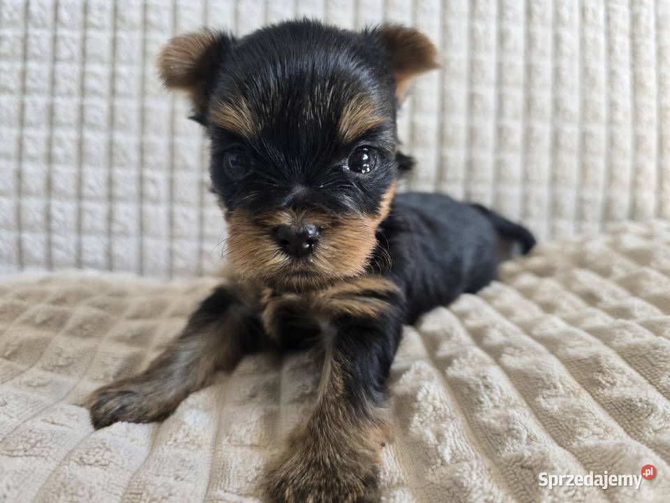 Yorki mini CHAMPIONIE Warszawa