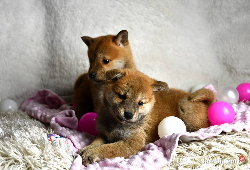 Szczenięta ShibaInu piesek suczka z doskonałym Pozostałe Kalisz