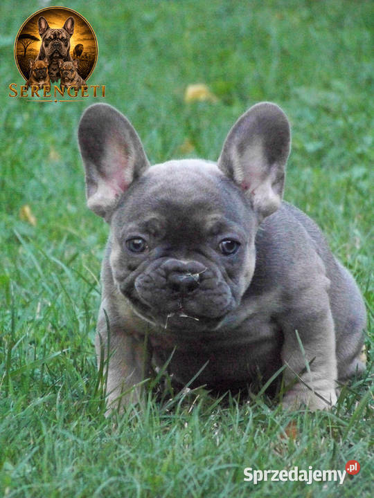 Buldog Francuski mocny samiec xII Paczków sprzedam