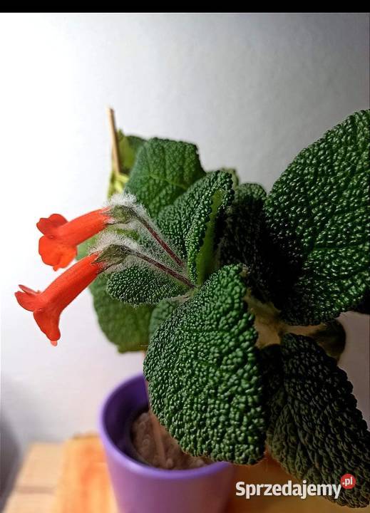 Sinningia Bullata botaniczna rodzina fiołek