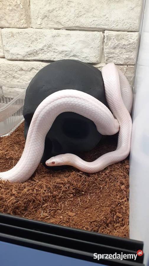 Czaszka wąż agama gekon skorpion itd Gliwice