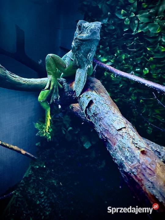 Oddam legwana zielonego i bazyliszka