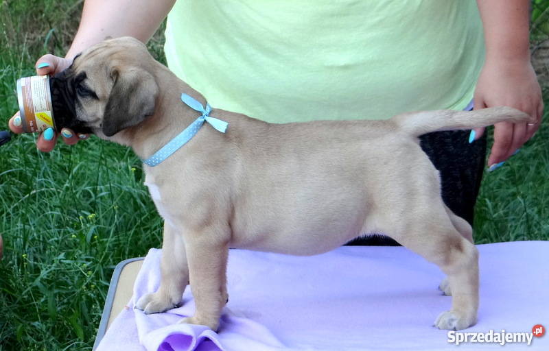 Szczeniaki BULLmastiff Kraków
