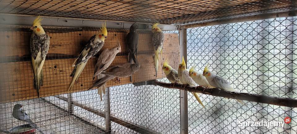 papugi nimfy Łaziska