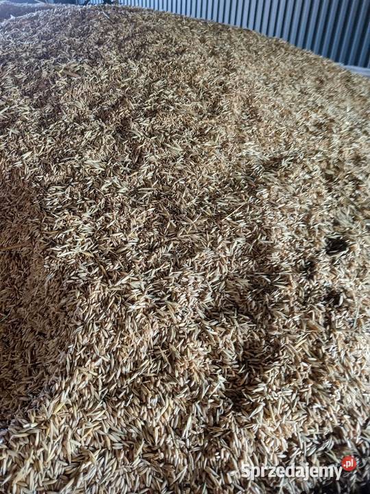 Owies bezłuskowy małopolskie Kalina-Rędziny