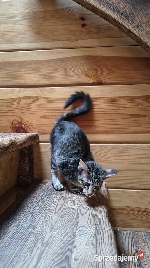 Kotka orientalna długowłosa Nidzica