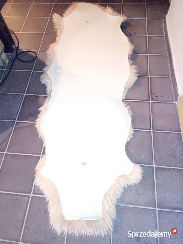 Chodniczek włochacz pomorskie Kobylnica