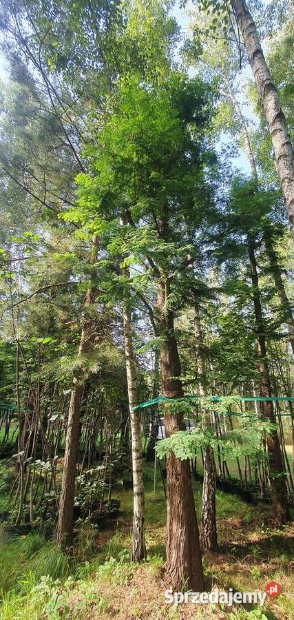 Metasekwoja chińska Duże drzewa drzewo obwód Wisznice