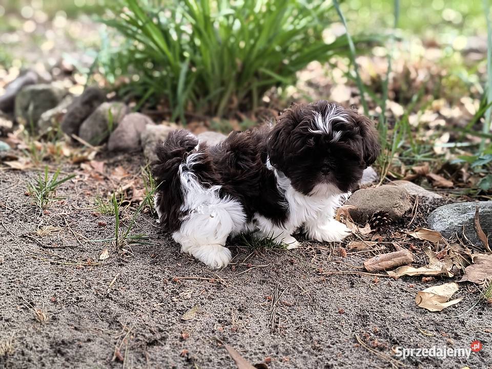 Shih Tzu Wijewo