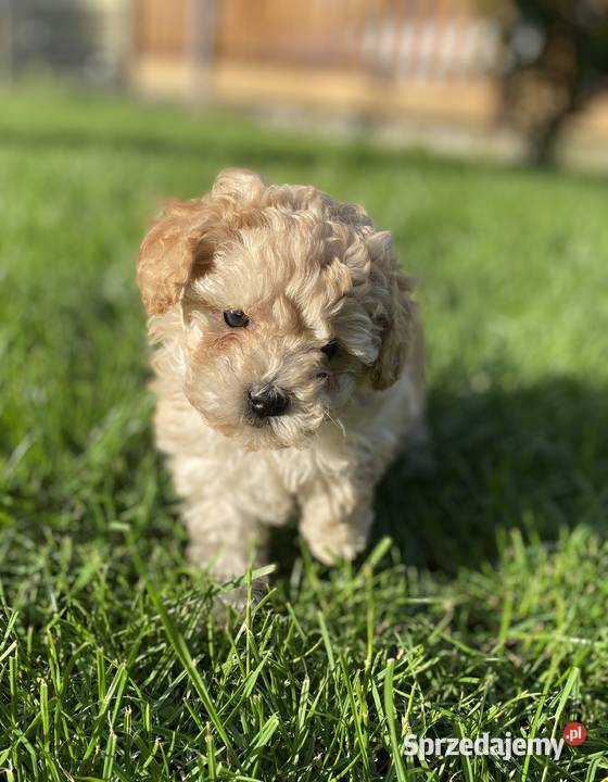 Piękny piesek Maltipoo Warszawa