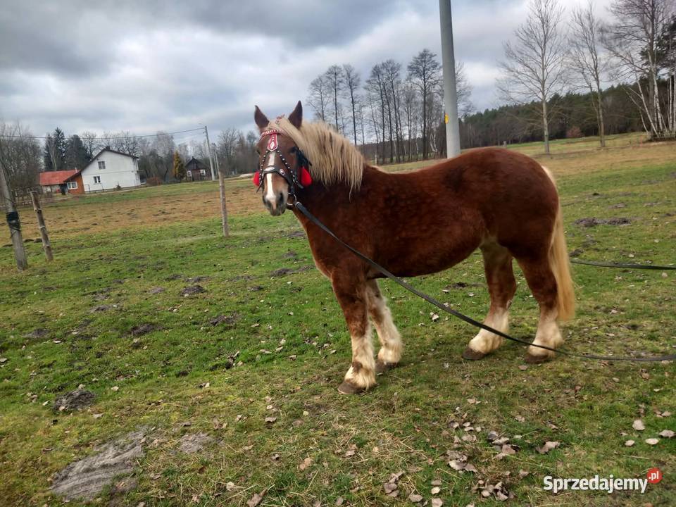 Sprzedam klacz 5letnia sprzedam