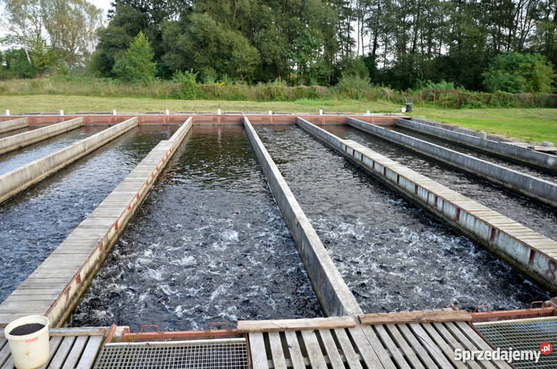 Sprzedam hodowlę pstrąga tęczowego gospodarstwo