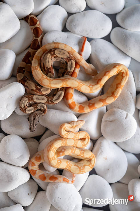 Boa Albino kahl het anery t1 poss het blood Poznań sprzedam