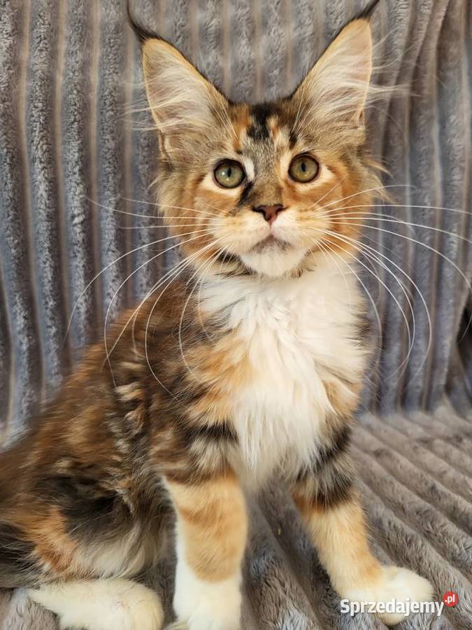 Maine Coon duże linie hodowla FPL