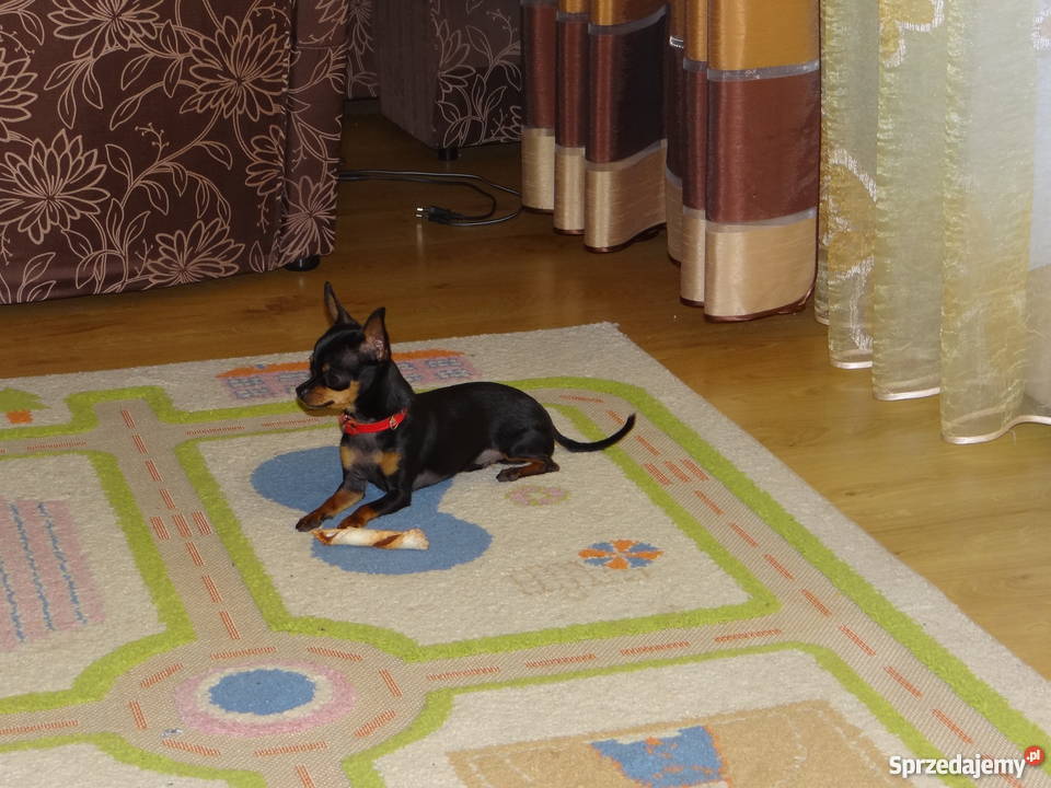 Ratlerekratlerki pinczer pinczerek krycie Wierzbica