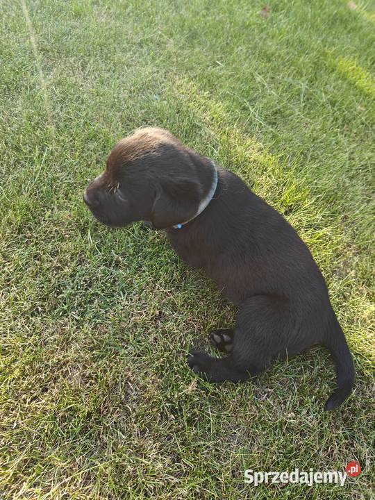 Labrador Retriever szczeniaczki czarne rodowód mazowieckie Chynów