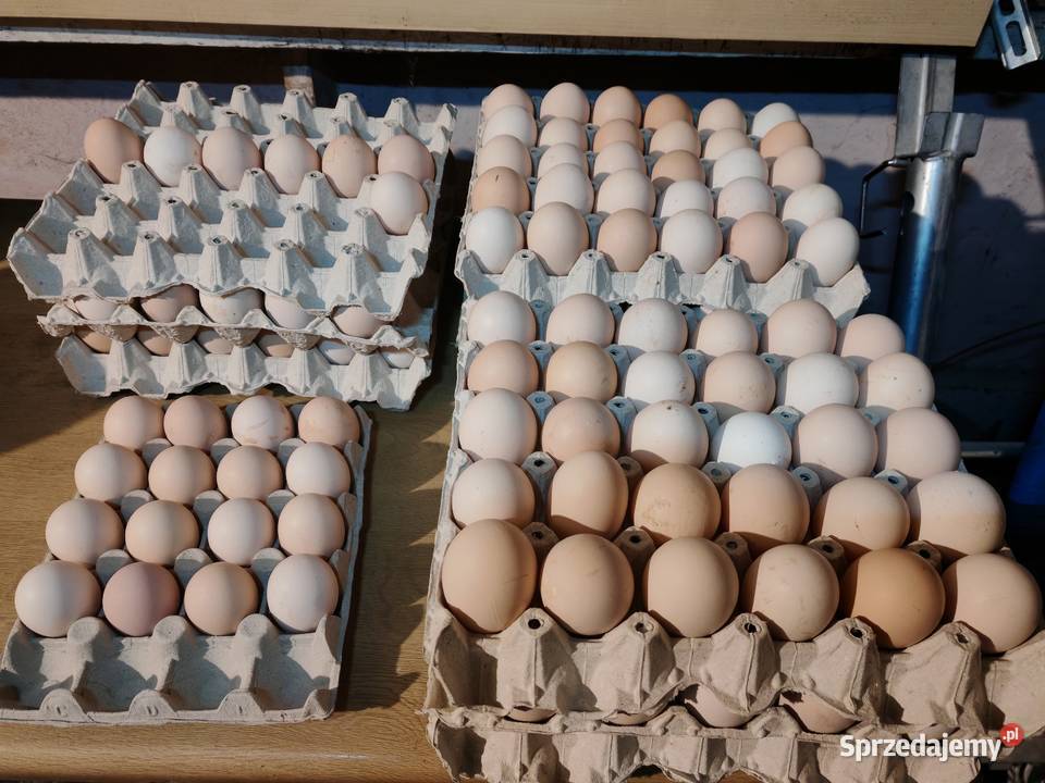 Jaja wiejskie Wólka-Przekory