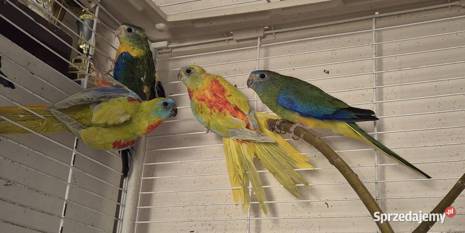 Łąkówki 2 pary Radom