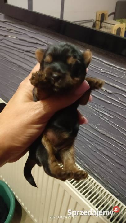 Yorkshire terrier York Mochała