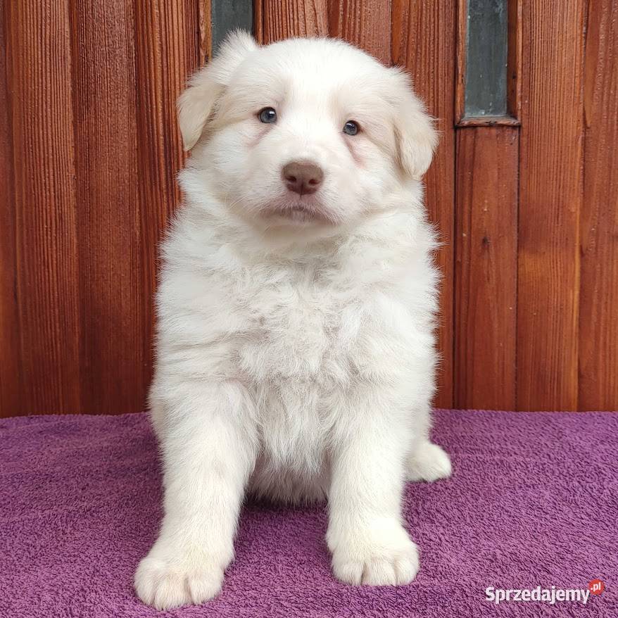 Piękny Biszkopt Border Collie Rasowy piez z Zwierzęta podkarpackie sprzedam