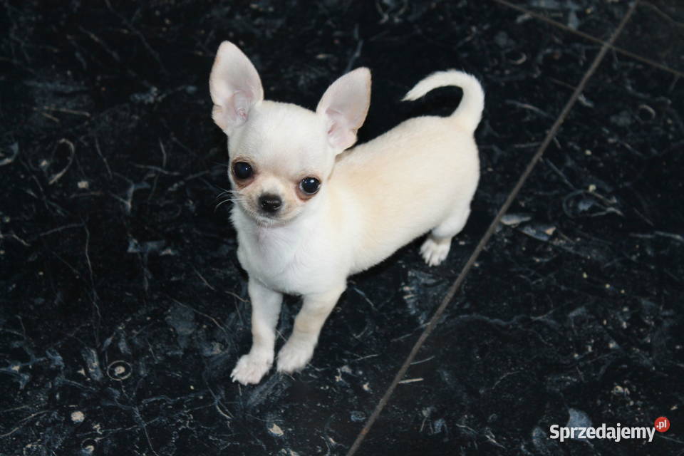 Chihuahua MINI krótkowłosy chłopiec ZKwP FCI Świnoujście