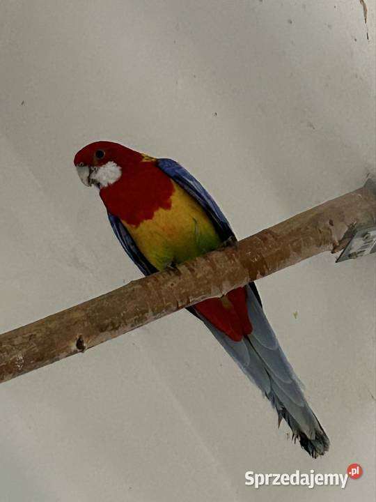 Rozelle Białolice Podolsze