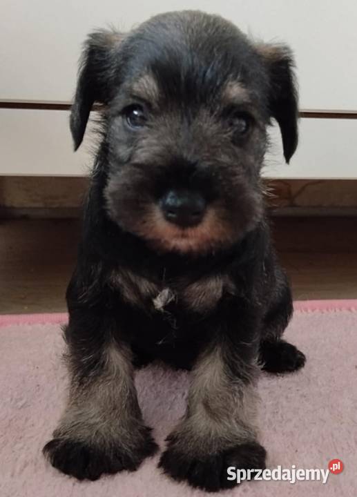 Sznaucer miniaturowy