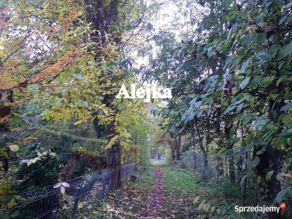 Działka ROD Bratek Dąbrowica 380m2 Ogródek