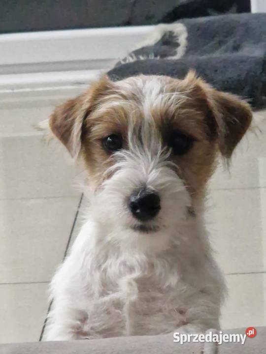 Jack Russell Terrier ZkwpFCI Jakubowice Konińskie
