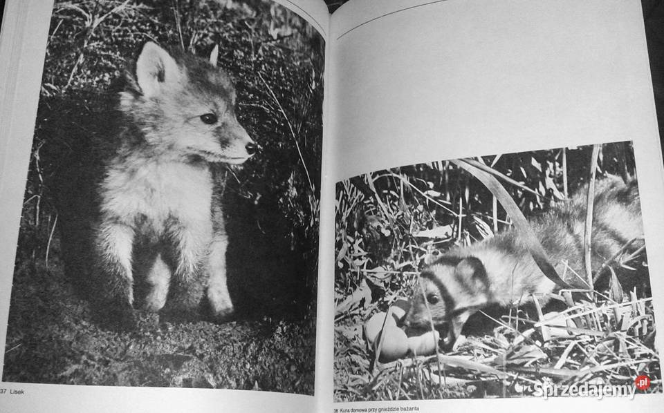 Film i fotografia Włodzimierz Puchalski Chełm