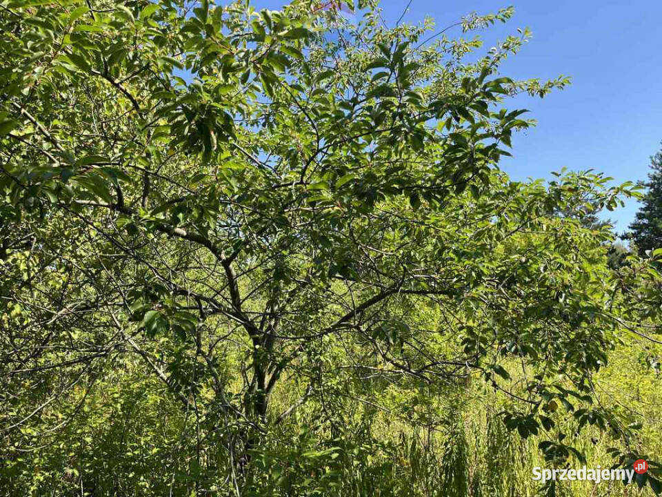 Działka jeszcze rolna rezerwacie Łoś