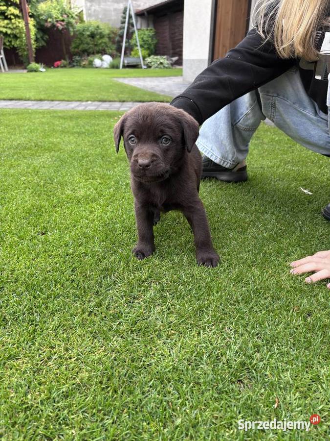 Labrador Zwierzęta wielkopolskie Siedlec