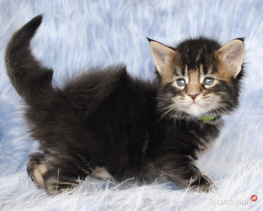 Kociaczki maine coon z prawdziwym rodowodem Koty Brzezia Łąka