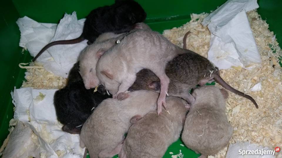Szczury szczurki syjamskie REX Dumbo agouti Bytom sprzedam