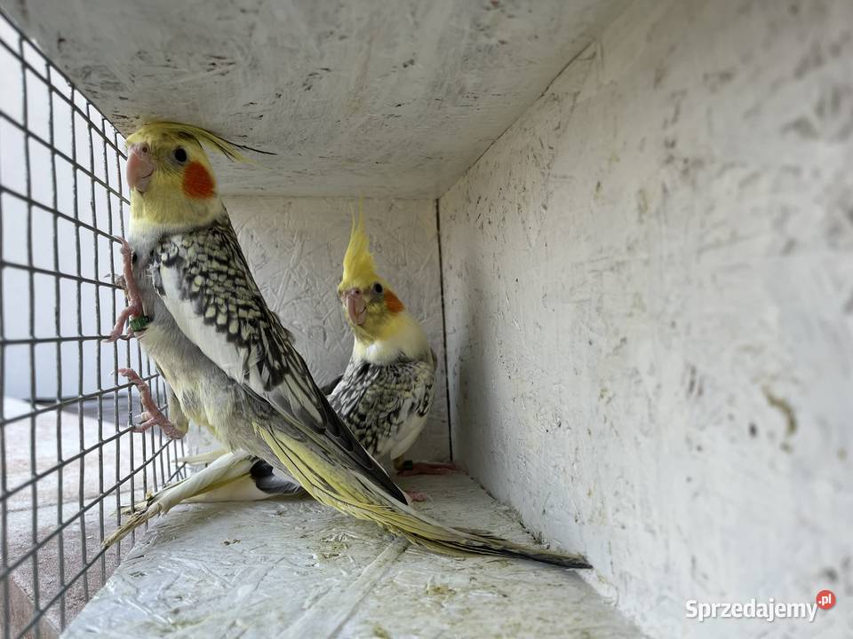 nimfy wystawowe 2026 Ptaki